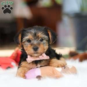 Millie, Yorkie Puppy